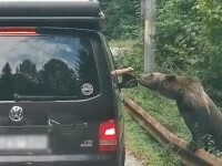 Amenzi uriașe pentru hrănirea urșilor. La ce sumă se ridică sancțiunea maximă și cine o va aplica