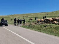 Operațiune uriașă pentru prinderea lui Emil Gânj. „Dacă e criminal din ăla, știe ce să facă”