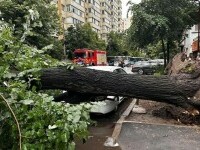 copac cazut timisoara