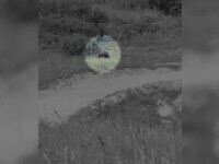 Urșii au făcut ravagii într-un sat din Mureș. Oamenii patrulează în zonă după ce mai multe animale au fost ucise