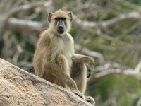 O grădină zoologică din Germania a ucis 12 babuini sănătoşi. Decizia a provocat proteste