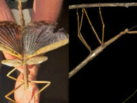 Descoperire fără precedent în Queensland. Ar putea fi cea mai grea specie cunoscută vreodată în Australia