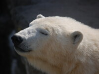 Ursul polar de la gradina zoologica din Chicago, afectat si el de gerul din SUA
