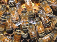 Masacru printre albinele romanesti. Pesticidele le ucid pe capete
