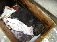 Imagini impresionante: catelusi gasiti in smoala! Unul dintre ei a murit...