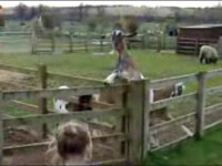 Fa cunostinta cu Darren, tapul care raspunde la salut! Vezi VIDEO