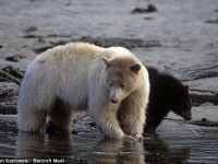 Un urs polar? Mai uita-te o data!