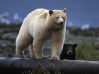 Un urs polar? Mai uita-te o data!