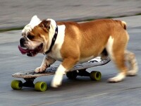 Adora sa se plimbe cu skateboardul! Vorbim de Bazooka, un catel din Japonia