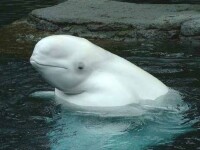 Beluga