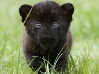 Absolut adorabili! Doi pui de pantera cu ochi albastri!