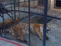 Animalele de la Zoo Onesti traiesc in propriile fecale si beau apa cu urina