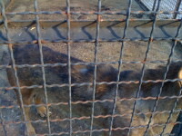 Animalele de la Zoo Onesti traiesc in propriile fecale si beau apa cu urina