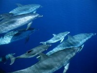 Sting lupta pentru oprirea vanatorii de delfini din Japonia