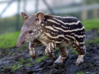 tapir