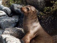 Ambuteiaj pe o autostrada din California din cauza unui leu de mare!