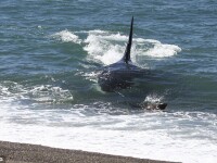 Pui de foca atacat de o balena ucigasa!