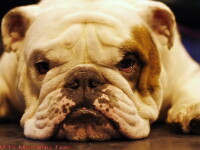 bulldog