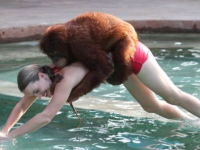 Suryia, urangutanul cel mai jucaus din America: inoata toata ziua. Video