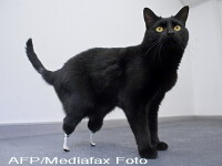 Oscar, pisica bionica