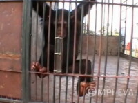 IMAGINILE ZILEI. Cum au reusit cimpanzeii sa manance o aluna dintr-un tub