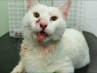 Motanul care a supravietuit dupa ce a fost vanat. O sageata de 30 cm i-a strapuns craniul