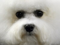 bichon maltez