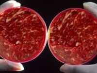 Carne in vitro