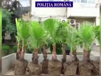 Cei 24 de palmieri din Eforie Sud, furati de un agent de paza care a vrut sa se simta ca in Hawaii