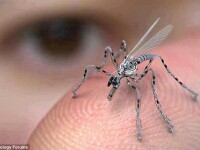 Insecta-drona
