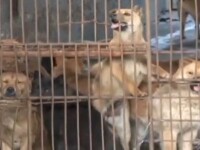 Traditiile culinare barbare din China. Cum sunt ucisi cainii pentru a fi mancati. VIDEO