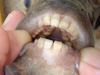 pestele Pacu