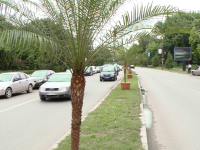 palmieri timisoara