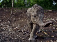 Povestea trista si impresionanta a lui Raja, puiul de elefant tinut in lanturi de satenii furiosi