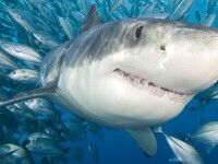Creatura misterioasa care a devorat un rechin alb de peste 3 metri. Cercetatorii vorbesc despre 
