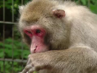 Cinci maimute au fugit de la Zoo Tg. Mures si s-au adapostit in padure. Cum vor angajatii sa le recupereze