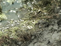 dezastru ecologic pe Barladel pesti morti
