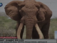 Elefantul emblematic al Africii a fost ucis. Satao a cazut victima vanatorilor de fildes