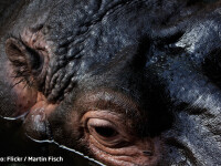 Hipopotamii maidanezi din Columbia. Cum a ajuns un baron al drogurilor sa schimbe ecosistemul din tara sa