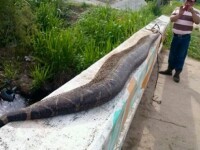Sarpe lung de 8 metri ucis in Mexic. Oamenii s-au speriat ca reptila monstruoasa ar fi putut sa le inghita copiii