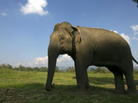 Un barbat din Thailanda a murit, dupa ce un elefant i-a zdrobit pieptul cu trompa. Cum s-a produs tragicul accident