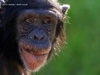 cimpanzei