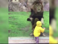 Un leu s-a napustit spre un copilas, la o gradina zoologica din Japonia. Ce s-a intamplat, insa, in secunda urmatoare