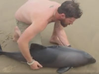 pui de delfin salvat