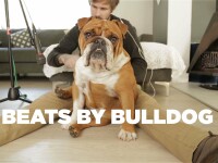 beats by bulldog