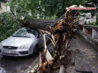 copac prabusit pe strada Roma din Bucuresti