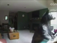 Un urs a intrat prin efractie in casa unei femei din SUA si a inceput sa cante la pian. Imaginile surprinse de camere