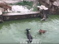 Scandal la o gradina zoologica din China. Investitorii parcului au aruncat un magar viu la tigri, in semn de protest