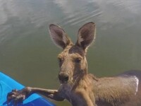 Momentul emotionat cand un pui de cangur a fost salvat dintr-un canal din Australia