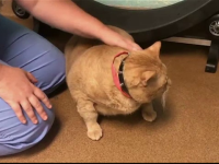 Pisica de 16 kg care a intrat la cura de slabire. 